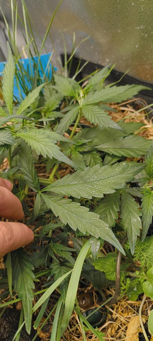 NEW SEED DROP 2026!Libanese Snow Auto. Week 5