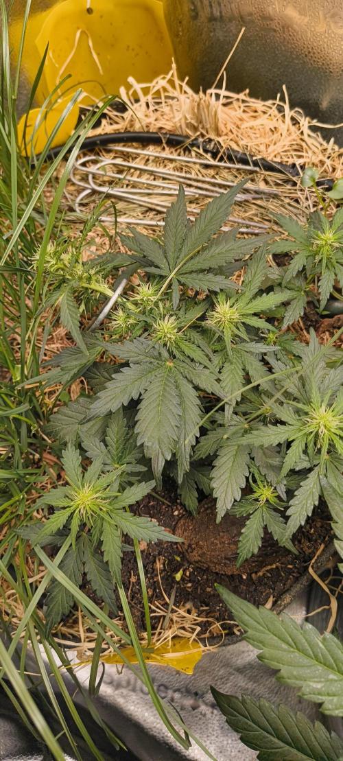 Gorilla Z auto Fast Buds Freebie. Week 5