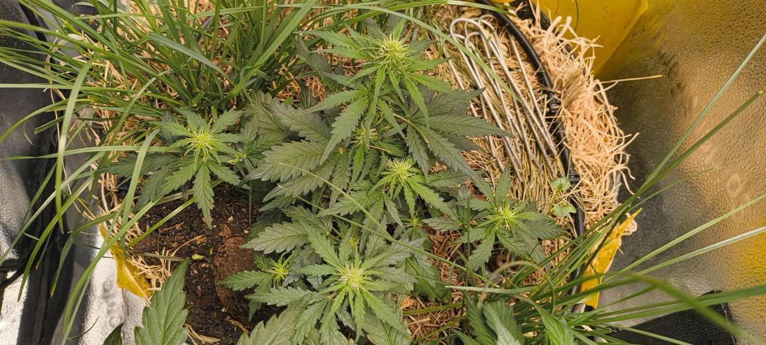 Gorilla Z auto Fast Buds Freebie. Week 5