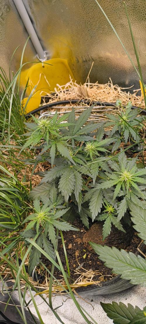 Gorilla Z auto Fast Buds Freebie. Week 5