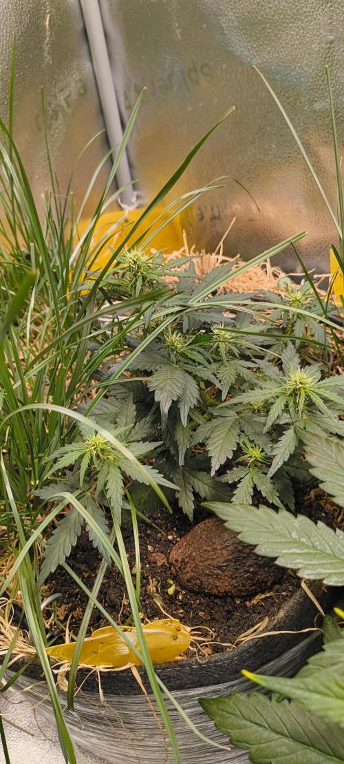 Gorilla Z auto Fast Buds Freebie. Week 5