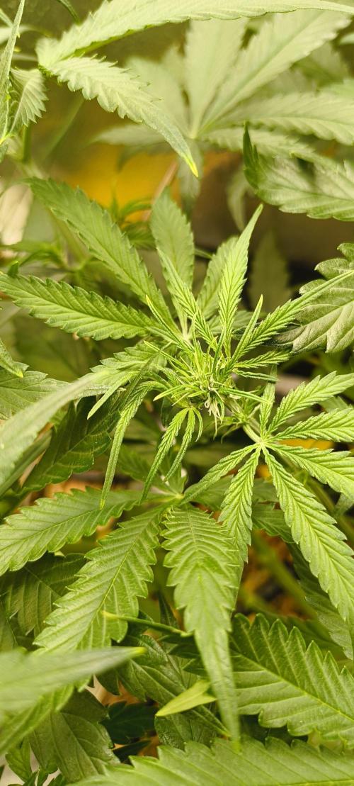 Red Velvet auto.Freebie Friday. Week 6