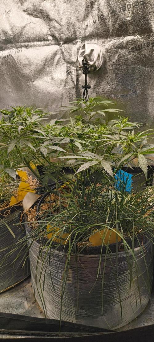 Red Velvet auto.Freebie Friday. Week 6