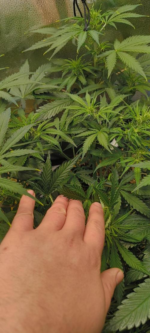 Red Velvet auto.Freebie Friday. Week 6