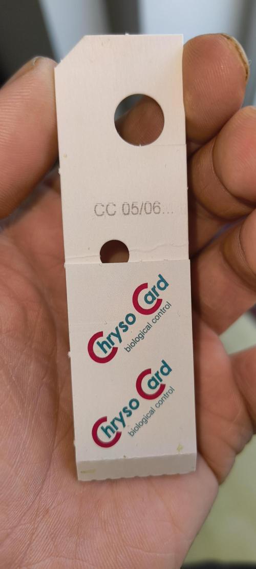 Red Velvet auto.Freebie Friday. Week 6