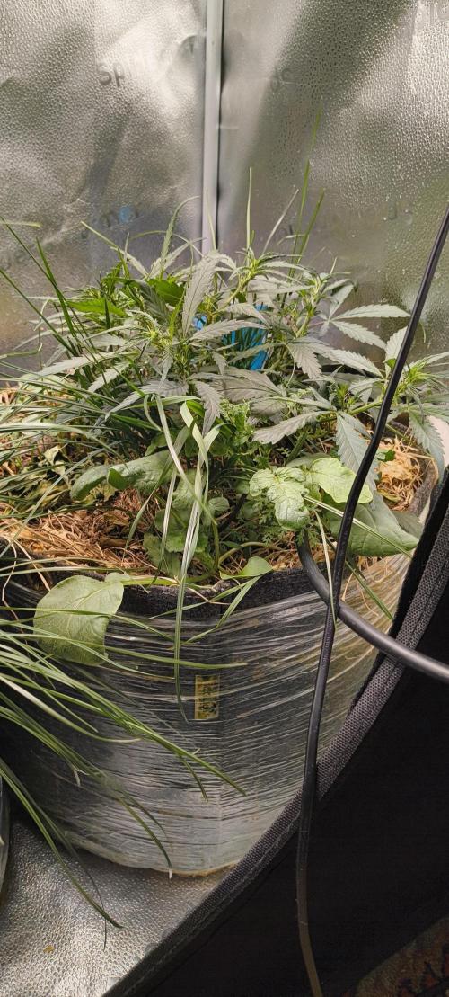 NEW SEED DROP 2026!Libanese Snow Auto. Week 6