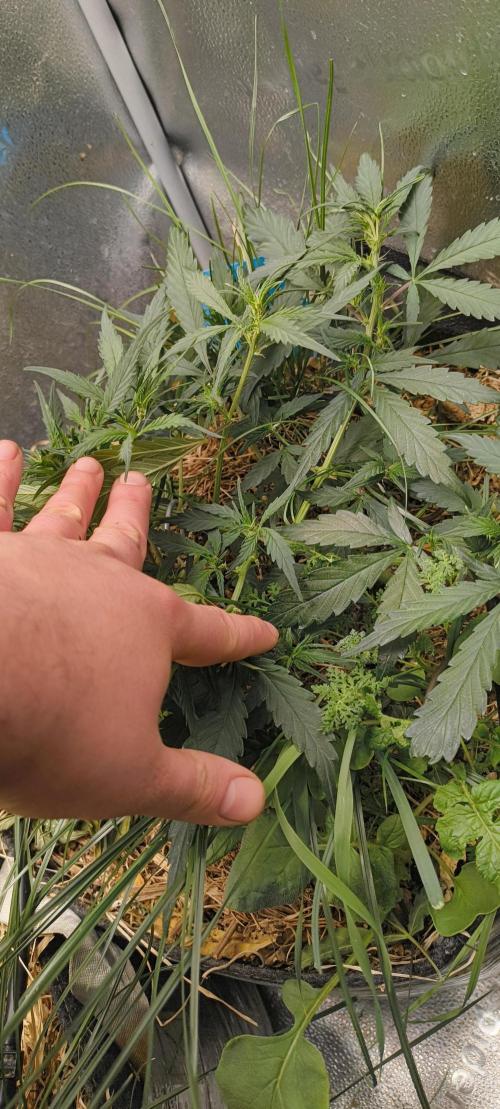 NEW SEED DROP 2026!Libanese Snow Auto. Week 6