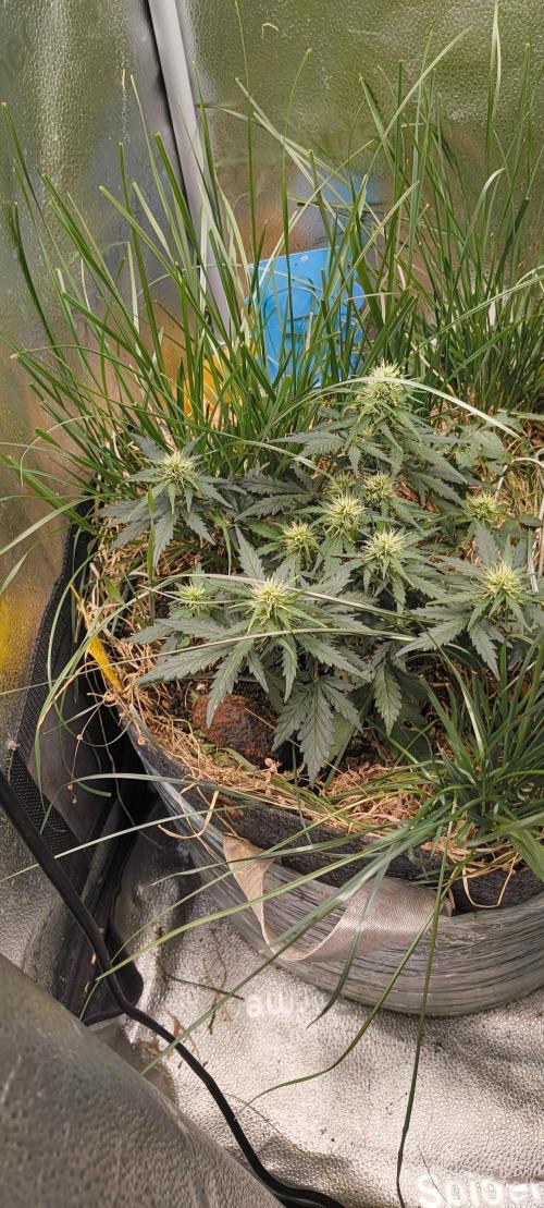 Gorilla Z auto Fast Buds Freebie. Week 6