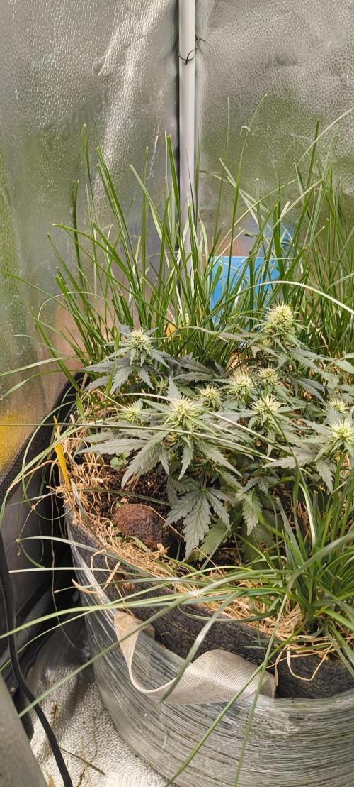 Gorilla Z auto Fast Buds Freebie. Week 6