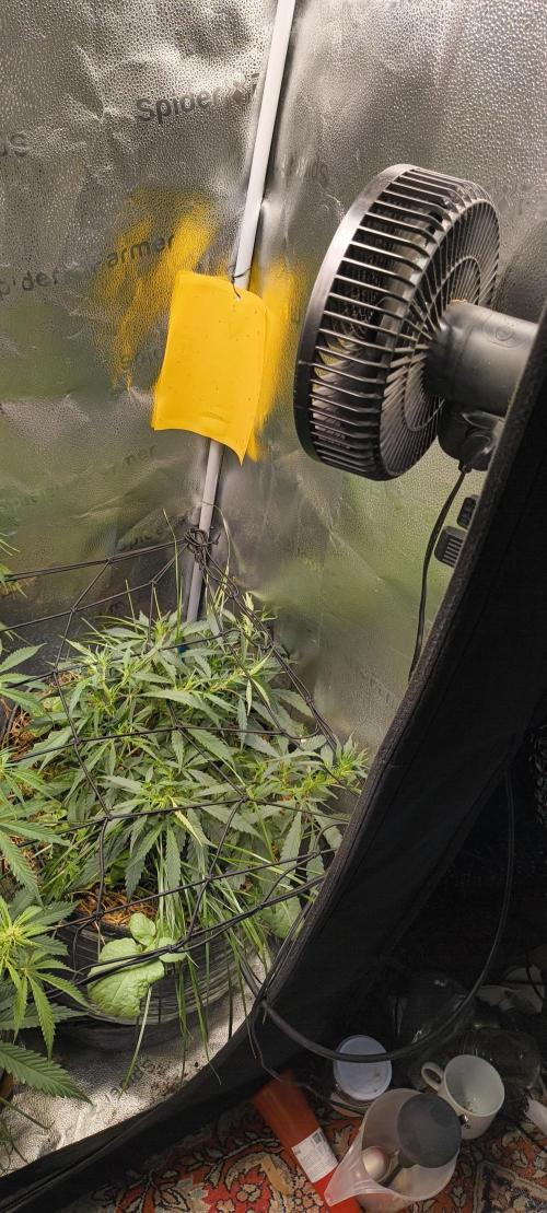 NEW SEED DROP 2026!Libanese Snow Auto. Week 7