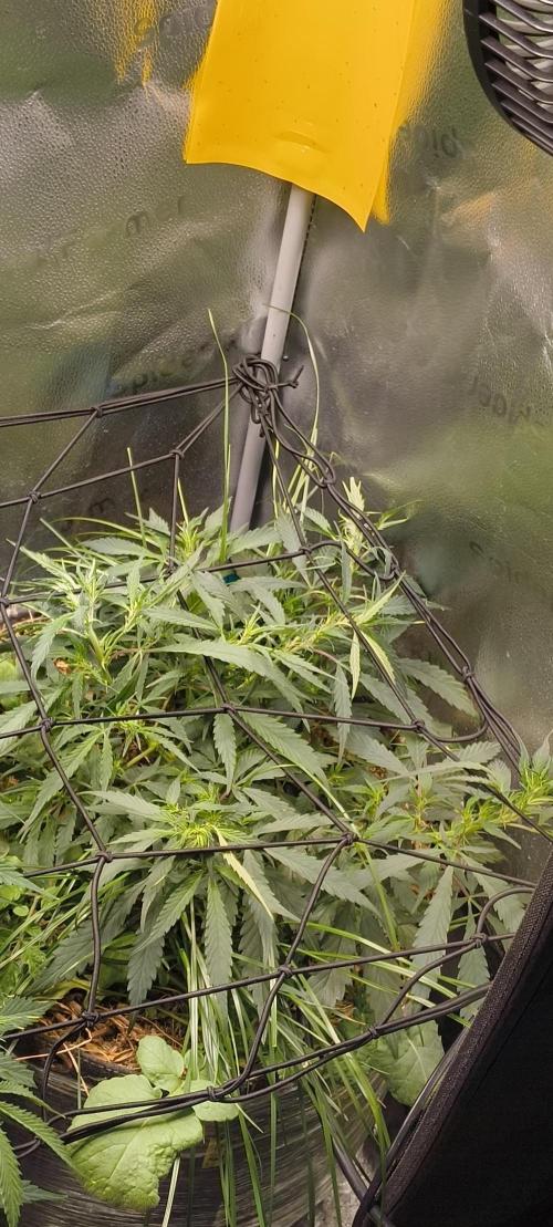 NEW SEED DROP 2026!Libanese Snow Auto. Week 7