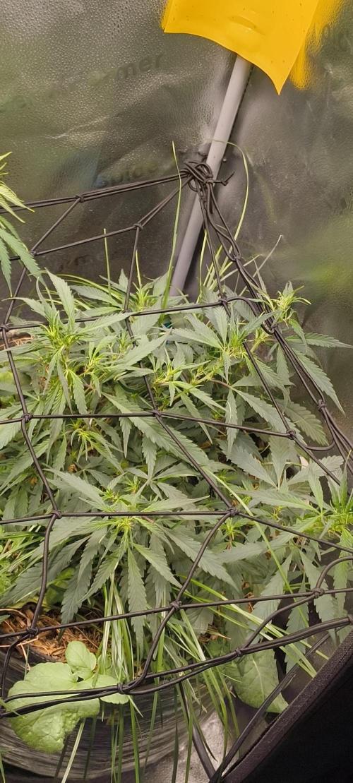 NEW SEED DROP 2026!Libanese Snow Auto. Week 7