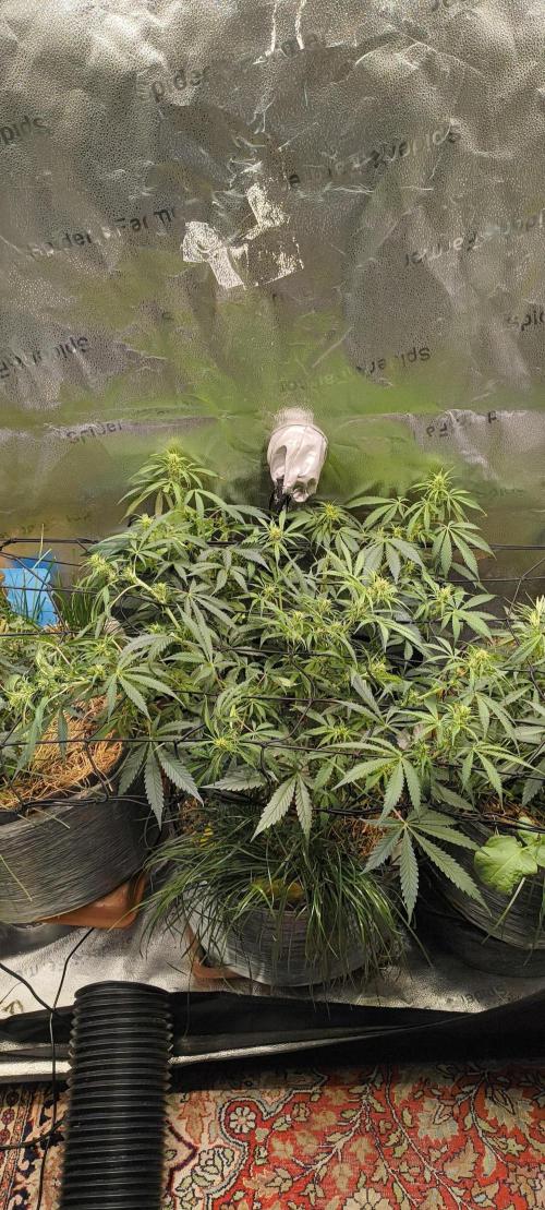 Red Velvet auto.Freebie Friday. Week 7