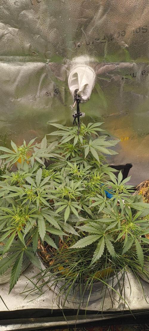 Red Velvet auto.Freebie Friday. Week 7