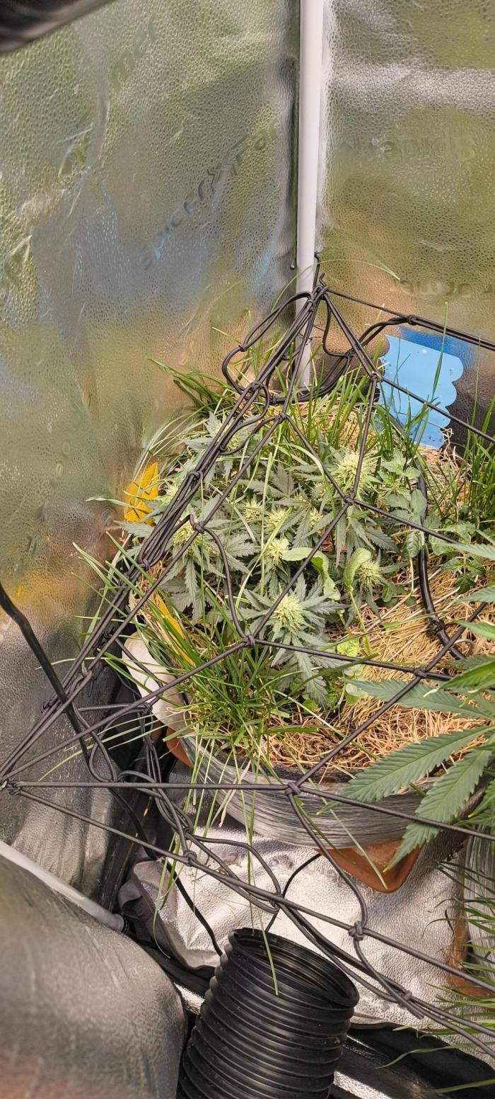 Gorilla Z auto Fast Buds Freebie. Week 7