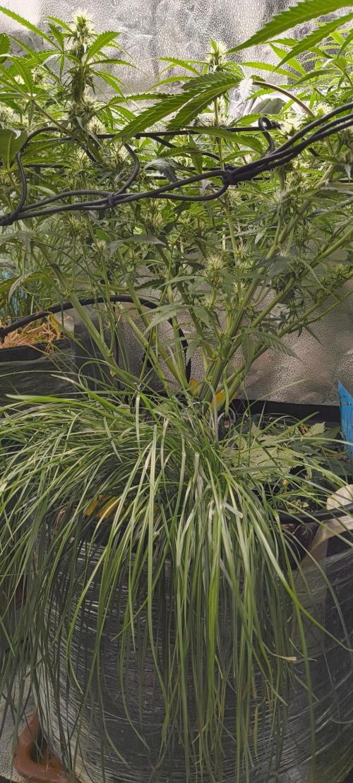 Red Velvet auto.Freebie Friday. Week 8