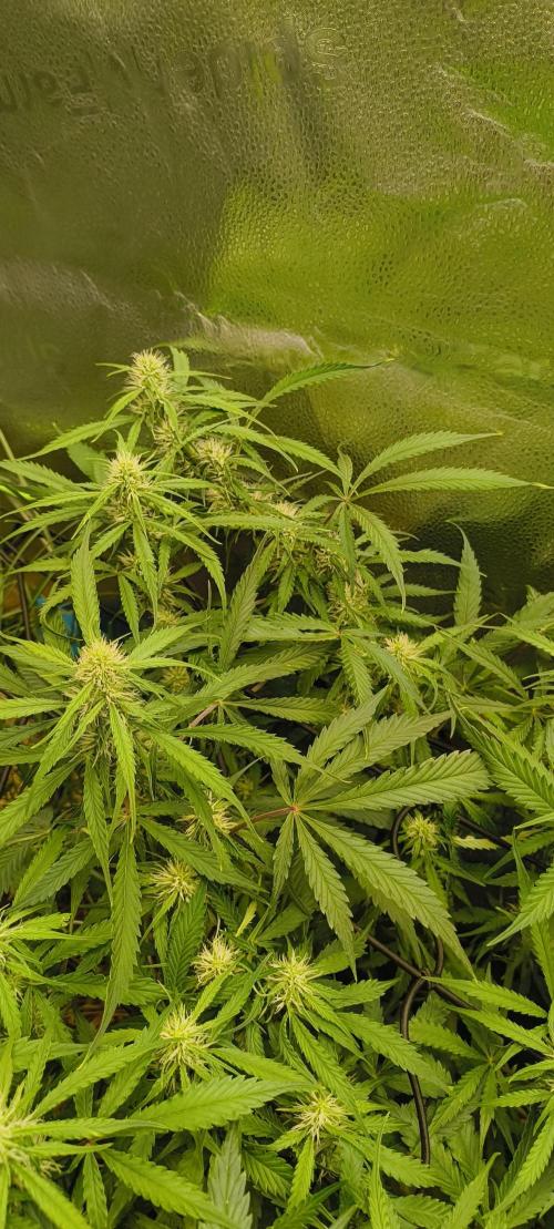 Red Velvet auto.Freebie Friday. Week 8
