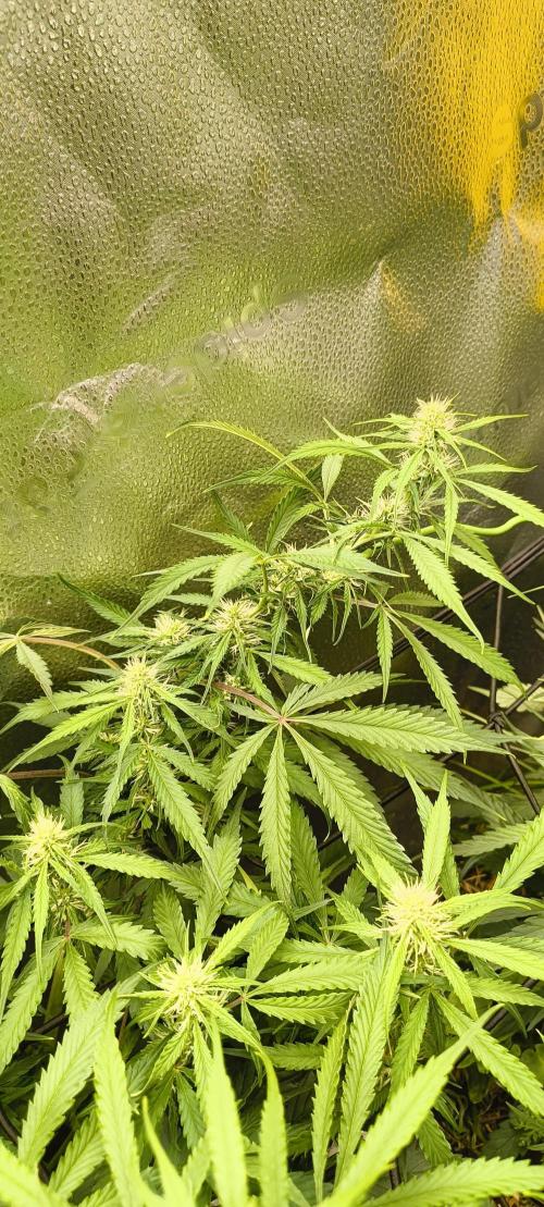 Red Velvet auto.Freebie Friday. Week 8