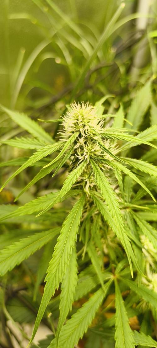 Red Velvet auto.Freebie Friday. Week 8