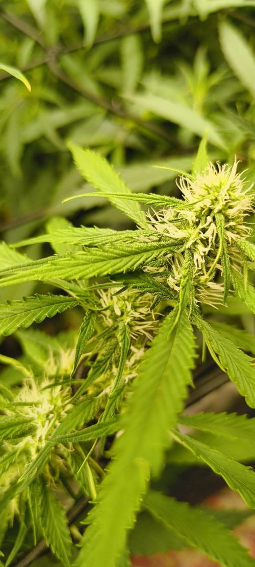 Red Velvet auto.Freebie Friday. Week 8