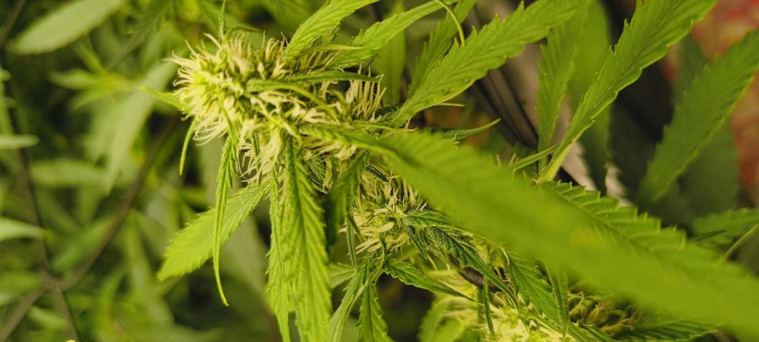 Red Velvet auto.Freebie Friday. Week 8