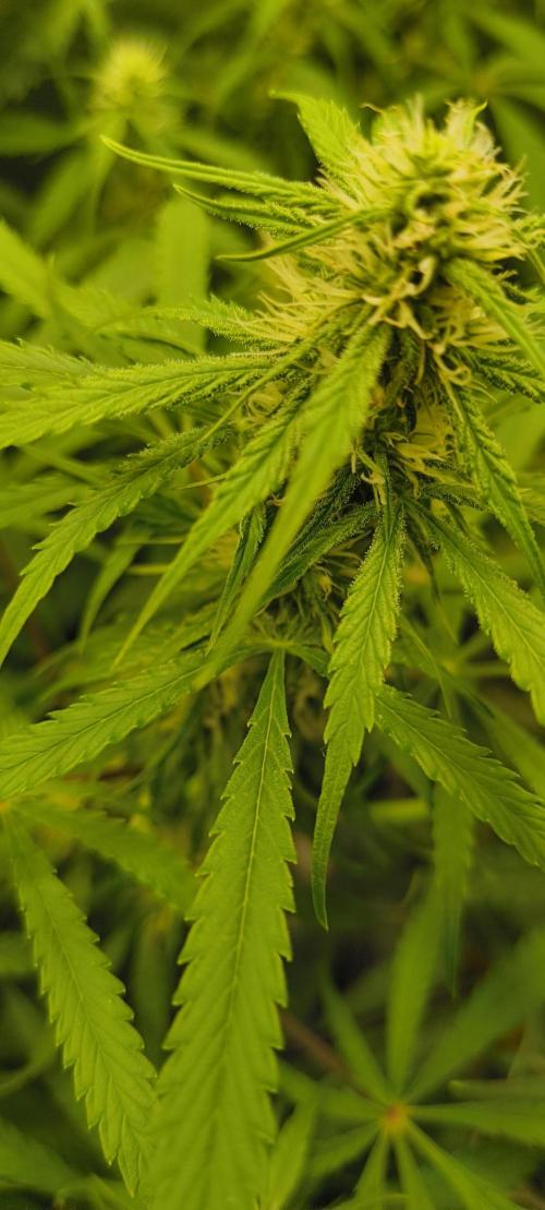 Red Velvet auto.Freebie Friday. Week 8