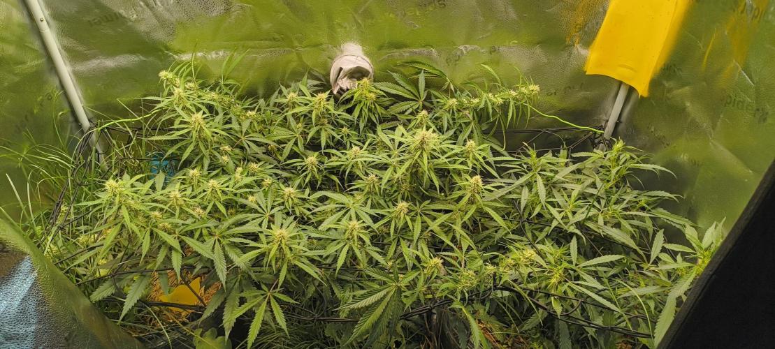 Red Velvet auto.Freebie Friday. Week 8