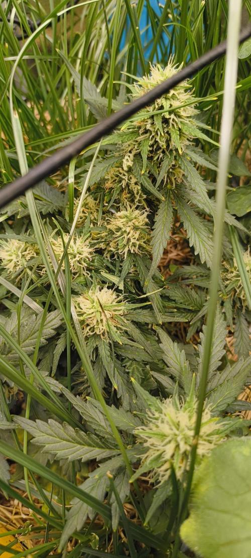 Gorilla Z auto Fast Buds Freebie. Week 8
