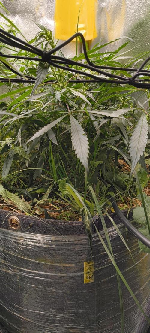 NEW SEED DROP 2026!Libanese Snow Auto. Week 8