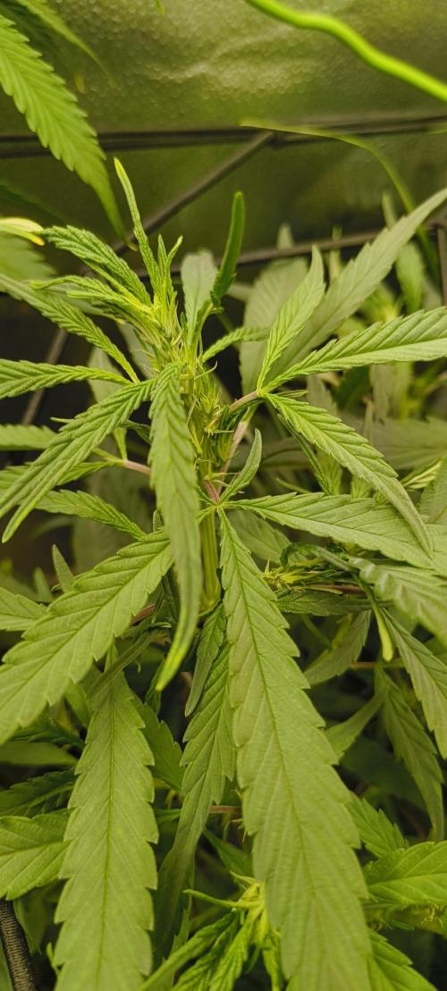 NEW SEED DROP 2026!Libanese Snow Auto. Week 8