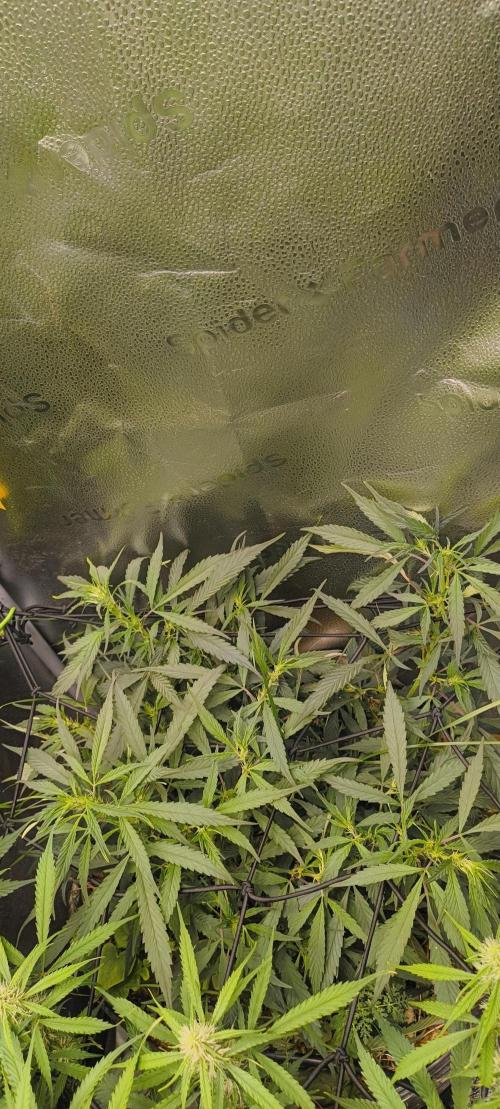 NEW SEED DROP 2026!Libanese Snow Auto. Week 8