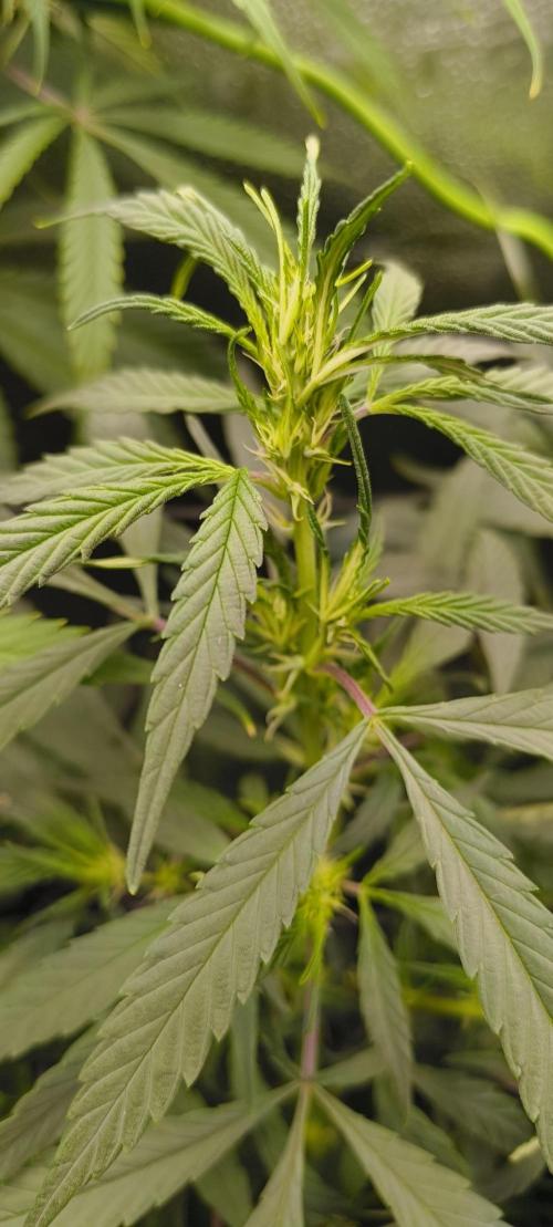 NEW SEED DROP 2026!Libanese Snow Auto. Week 9