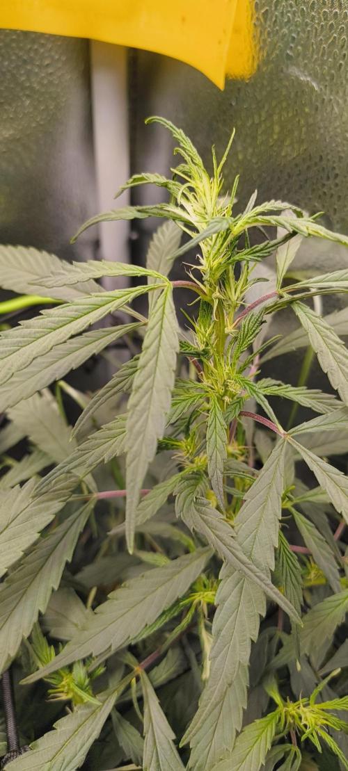 NEW SEED DROP 2026!Libanese Snow Auto. Week 9