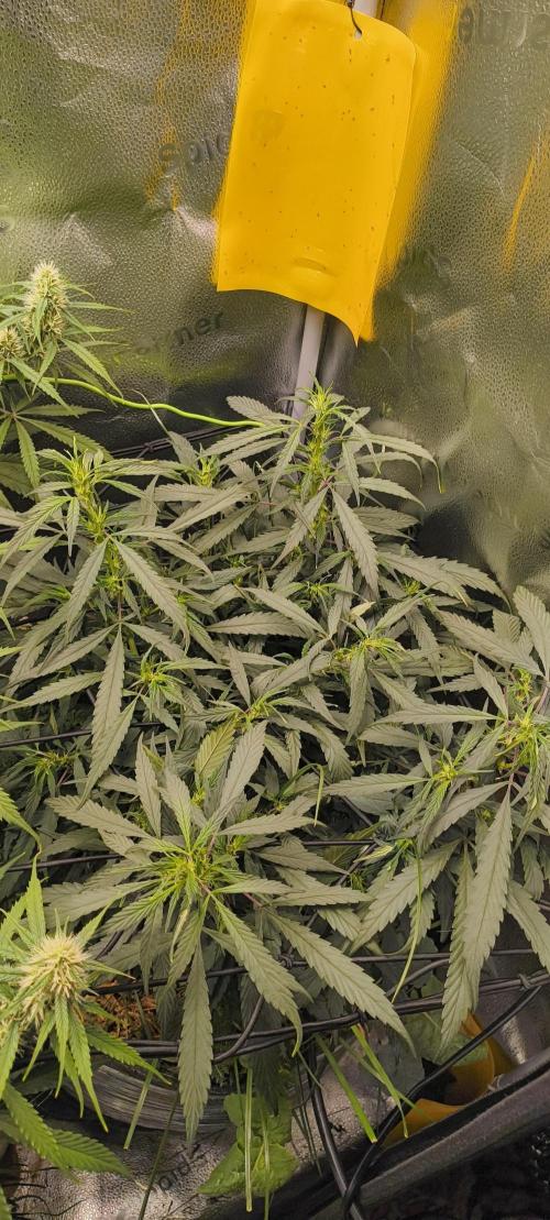 NEW SEED DROP 2026!Libanese Snow Auto. Week 9