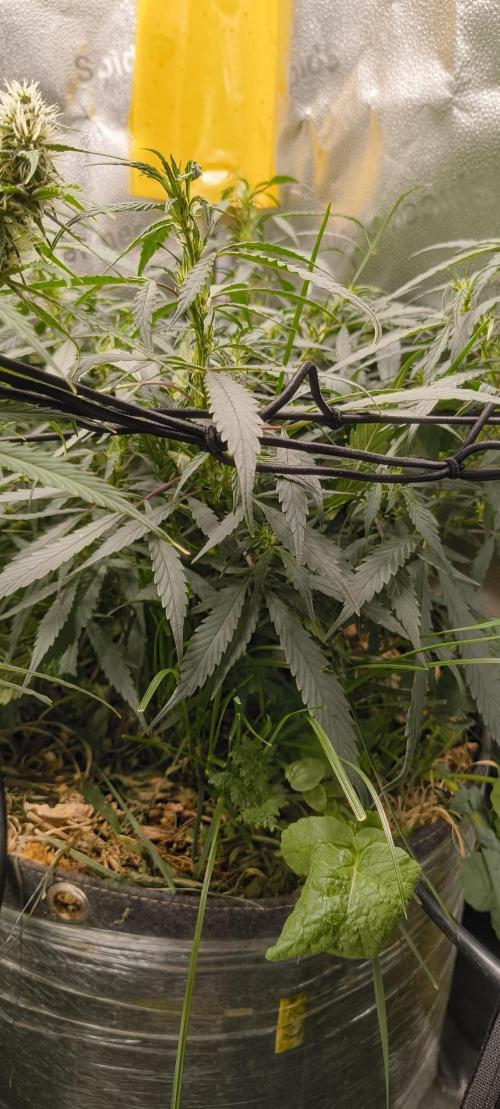NEW SEED DROP 2026!Libanese Snow Auto. Week 9