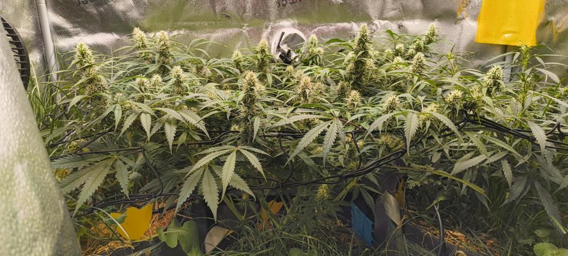 Red Velvet auto.Freebie Friday. Week 9