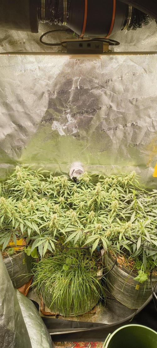 Red Velvet auto.Freebie Friday. Week 9