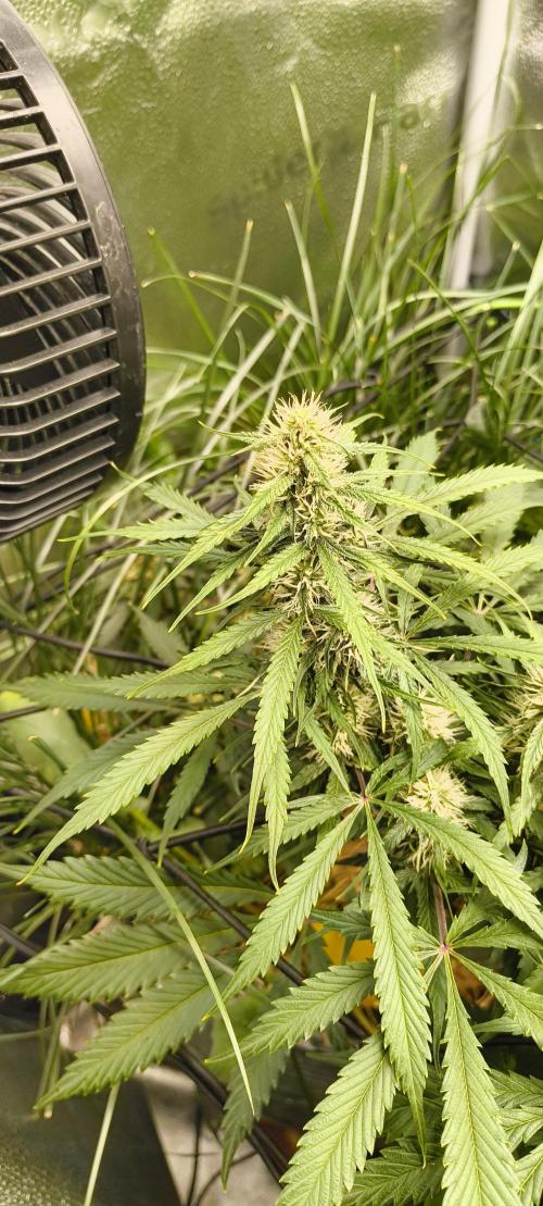 Red Velvet auto.Freebie Friday. Week 9