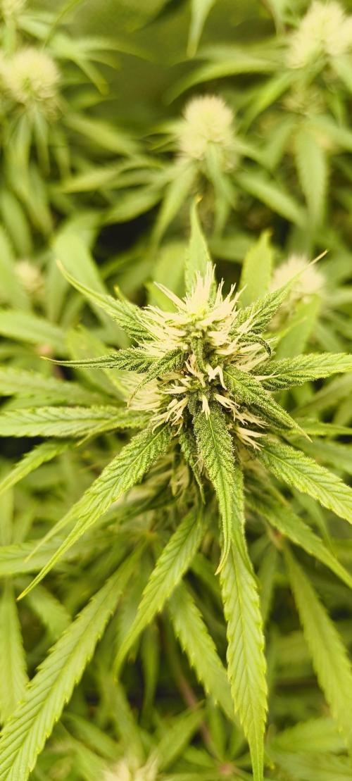 Red Velvet auto.Freebie Friday. Week 9