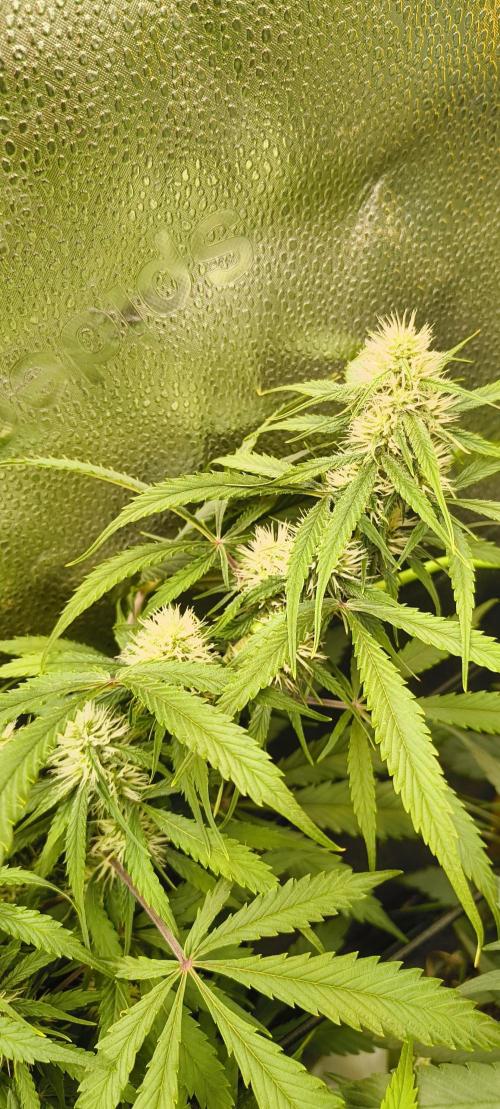 Red Velvet auto.Freebie Friday. Week 9