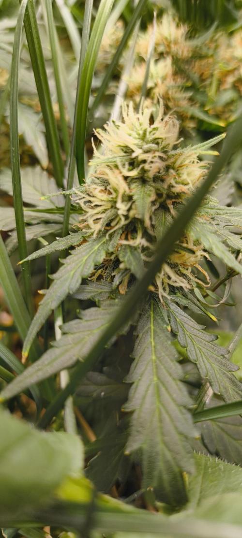 Gorilla Z auto Fast Buds Freebie. Week 9