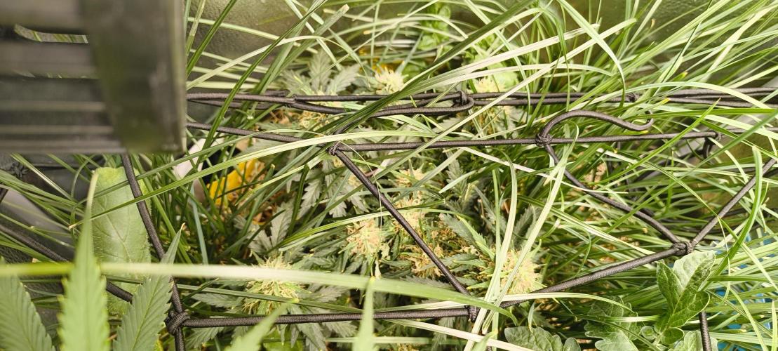 Gorilla Z auto Fast Buds Freebie. Week 9
