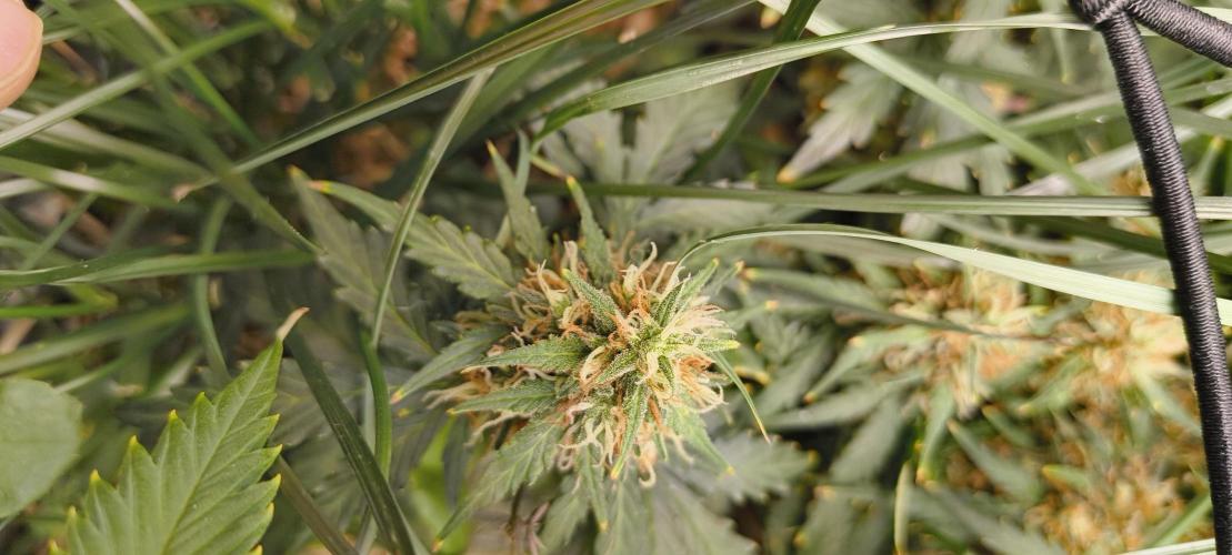 Gorilla Z auto Fast Buds Freebie. Week 10