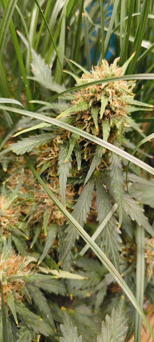 Gorilla Z auto Fast Buds Freebie. Week 10