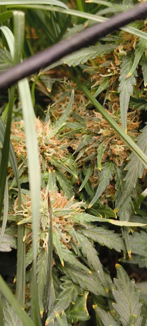 Gorilla Z auto Fast Buds Freebie. Week 10