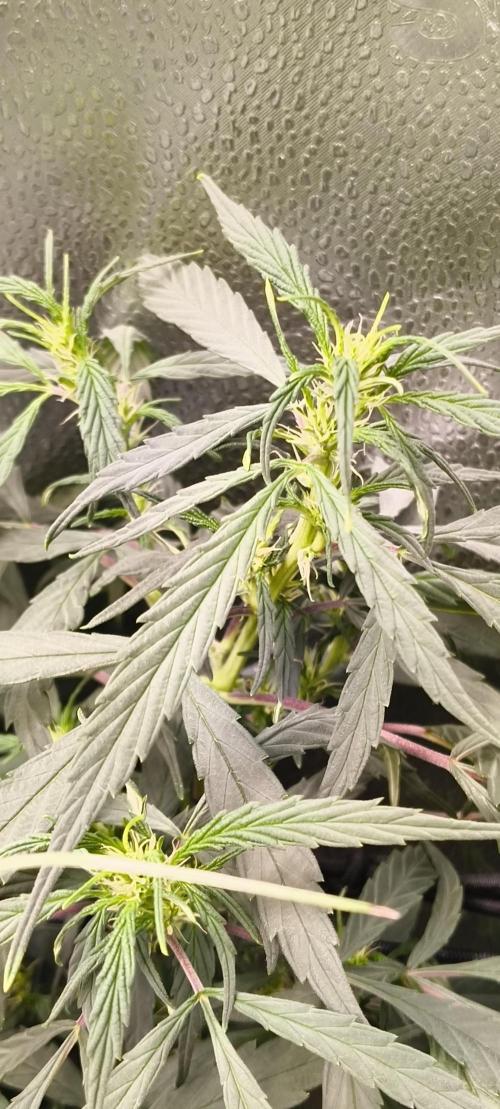NEW SEED DROP 2026!Libanese Snow Auto. Week 10