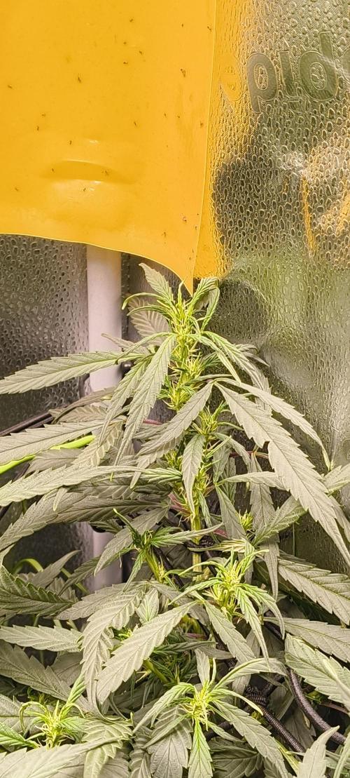 NEW SEED DROP 2026!Libanese Snow Auto. Week 10