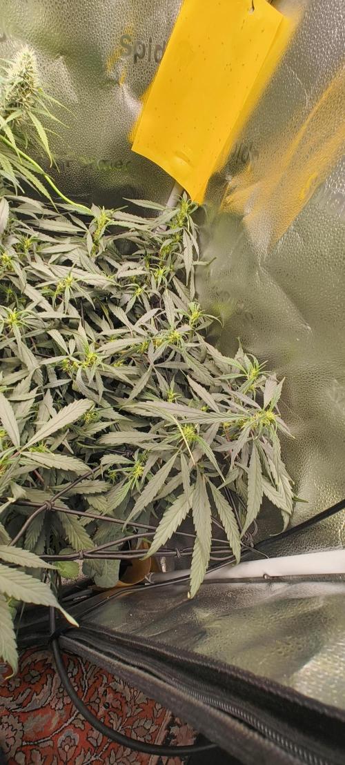 NEW SEED DROP 2026!Libanese Snow Auto. Week 10