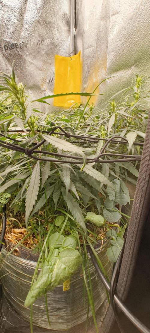 NEW SEED DROP 2026!Libanese Snow Auto. Week 10