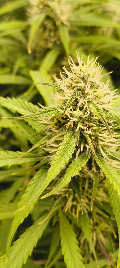 Red Velvet auto.Freebie Friday. Week 10
